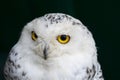 Polar owl. White owl. Snowy owl. Bird of prey headshot isolated on dark green background