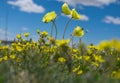 The polar poppy Royalty Free Stock Photo