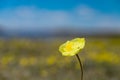 The polar poppy Royalty Free Stock Photo