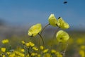 The polar poppy Royalty Free Stock Photo