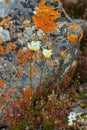 Polar poppy on Novaya Zemlya Royalty Free Stock Photo