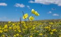 The polar poppy Royalty Free Stock Photo