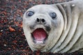 Polar seal Royalty Free Stock Photo