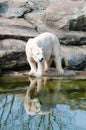 Polar white bear