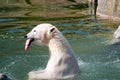 Polar white bear catch meat