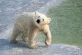 Polar white bear cub shaking off water