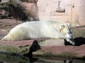 A polar white bear lies in a zoo near a pond on a stone and sleeps Royalty Free Stock Photo