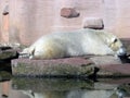 A polar white bear lies in a zoo near a pond on a stone and sleeps Royalty Free Stock Photo