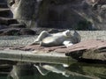 A polar white bear lies in a zoo near a pond on a stone and sleeps Royalty Free Stock Photo