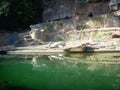 A polar white bear lies in a zoo near a pond under a rock Royalty Free Stock Photo