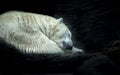 Polar white bear sleeping on snow rock. Sleeping polar bear in white winter zoo Royalty Free Stock Photo