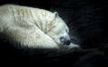 Polar white bear sleeping on snow rock. Sleeping polar bear in white winter zoo Royalty Free Stock Photo