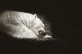 Polar white bear sleeping on snow rock. Sleeping polar bear in white winter zoo Royalty Free Stock Photo