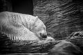 Polar white bear sleeping on snow rock. Sleeping polar bear in white winter zoo