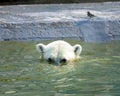 A polar white bear swimming in a sunny day Royalty Free Stock Photo