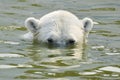 A polar white bear swimming in sunny day Royalty Free Stock Photo