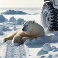 polar white bear with truck in snow