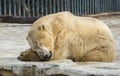 Polar white bear in the zoo. Polar bear sleeping on a rock. Royalty Free Stock Photo
