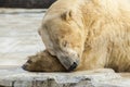 Polar white bear in the zoo. Polar bear sleeping on a rock. Royalty Free Stock Photo