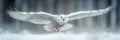 polar white snowy owl flying in winter Royalty Free Stock Photo