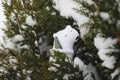 Polar white Toy bear on a Christmas tree branch. Merry Christmas and Happy New Year Royalty Free Stock Photo