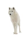 Polar white wolf isolated on white Royalty Free Stock Photo