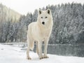 Polar white wolf lies on snow Royalty Free Stock Photo