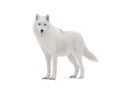 Polar white wolf looks intently into camera isolated on white background Royalty Free Stock Photo