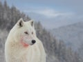 Polar white wolf after prey on the background Royalty Free Stock Photo