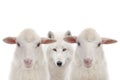 Polar white wolf and sheep isolated on white background Royalty Free Stock Photo
