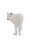 Polar white wolf in the snow isolated on white Royalty Free Stock Photo