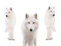 Polar white wolfs in the snow isolated on white