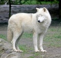 Polar Wolf 1 Royalty Free Stock Photo