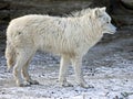 Polar wolf 10 Royalty Free Stock Photo