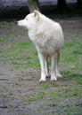 Polar Wolf 3