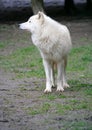 Polar Wolf 3 Royalty Free Stock Photo