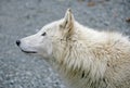 Polar Wolf 5 Royalty Free Stock Photo