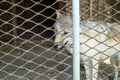 Polar wolf behind bars Canis lupus tundrarum Royalty Free Stock Photo