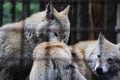 Polar wolf behind bars, summer color Canis lupus tundrarum. Breeding Kennel for wolves and wolf-dog hybrid. Wolf in a large enclos