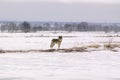 Polar wolf (Canis lupus albus)