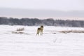 Polar wolf (Canis lupus albus)