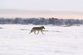 Polar wolf (Canis lupus albus) Royalty Free Stock Photo