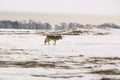 Polar wolf (Canis lupus albus) Royalty Free Stock Photo