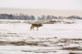 Polar wolf (Canis lupus albus)