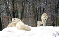 Polar wolf (canis lupus tundrorum) Royalty Free Stock Photo