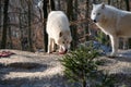 Polar wolf eats . Royalty Free Stock Photo