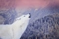 polar wolf howls against backdrop of a snowy forest