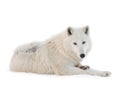 polar wolf lies on the snow isolated on white Royalty Free Stock Photo
