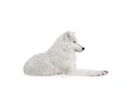 Polar wolf lies on the snow isolated on white Royalty Free Stock Photo