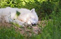 Polar wolf Royalty Free Stock Photo